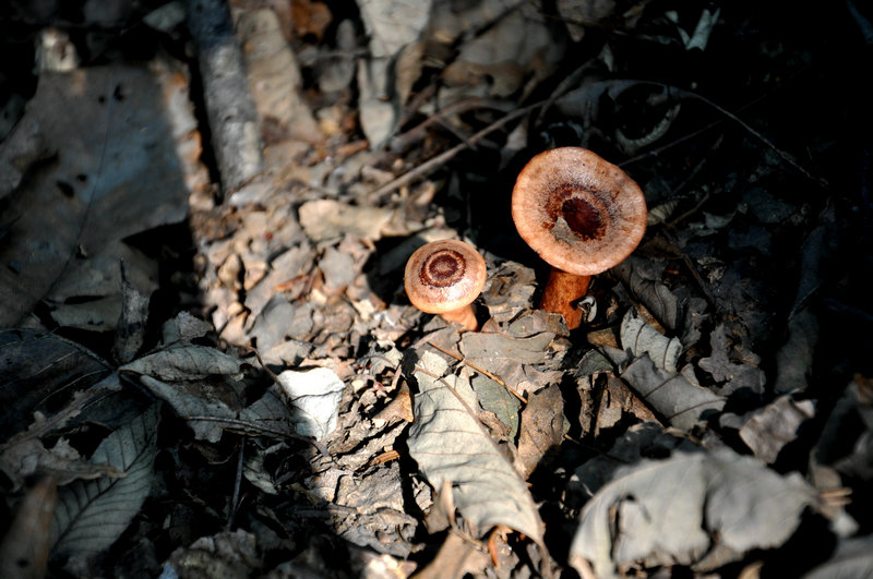 dsc_0078_.jpg