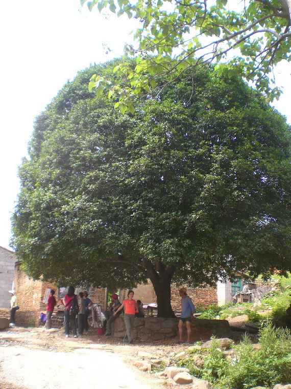 cimg6273_СС.jpg
