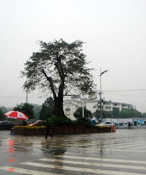 http_imgloadcaycg7p3.jpg