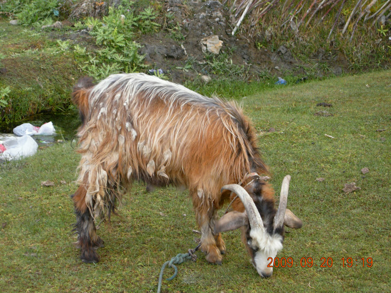 dscn4217.jpg