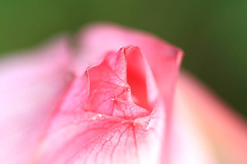 20100707_7931.jpg