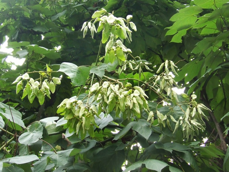 dscf2208.jpg