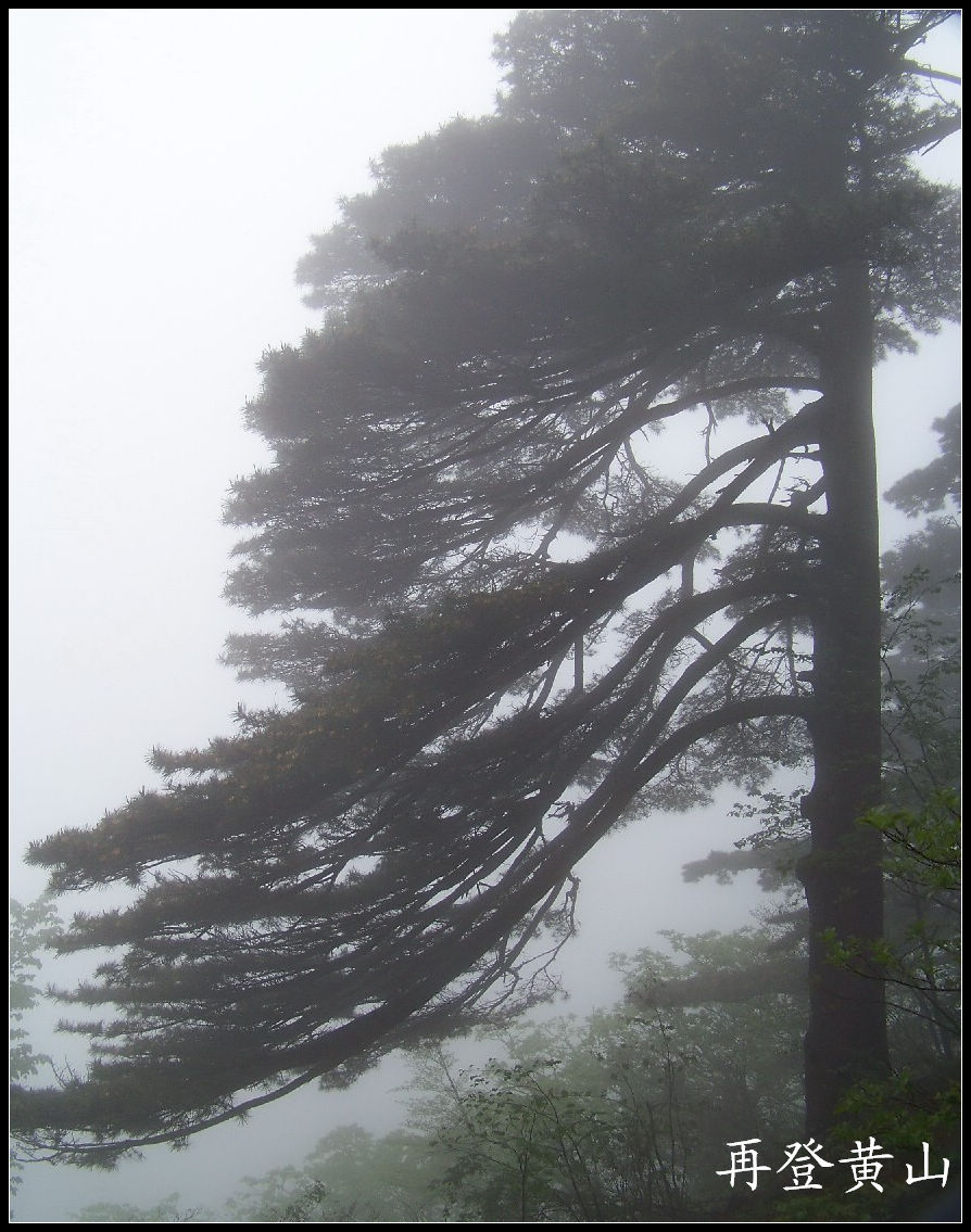 2010年0523黄山q白鹅山庄 (21)黄山松3.jpg