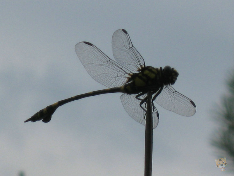 img_4981.jpg