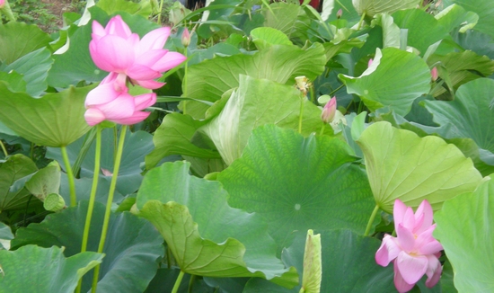 dscn6727.jpg