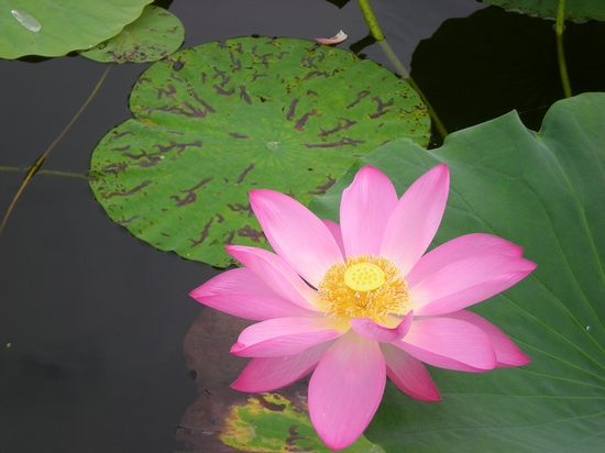 dscn6747.jpg
