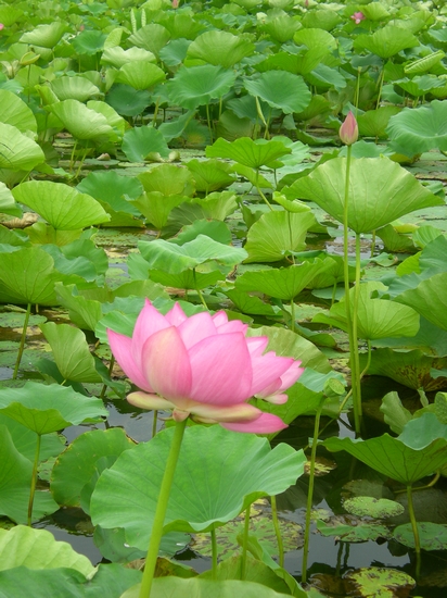 dscn6755.jpg