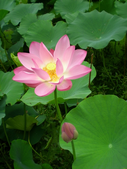 dscn6800.jpg
