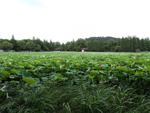 dsc03130.jpg
