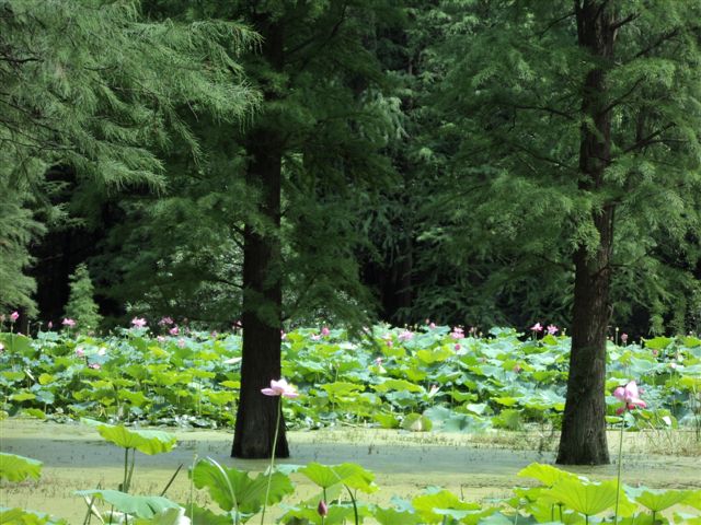 dsc03136.jpg
