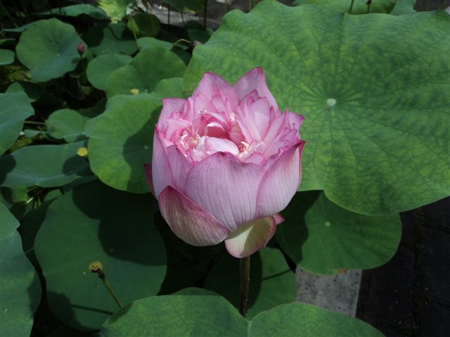 dsc03139.jpg