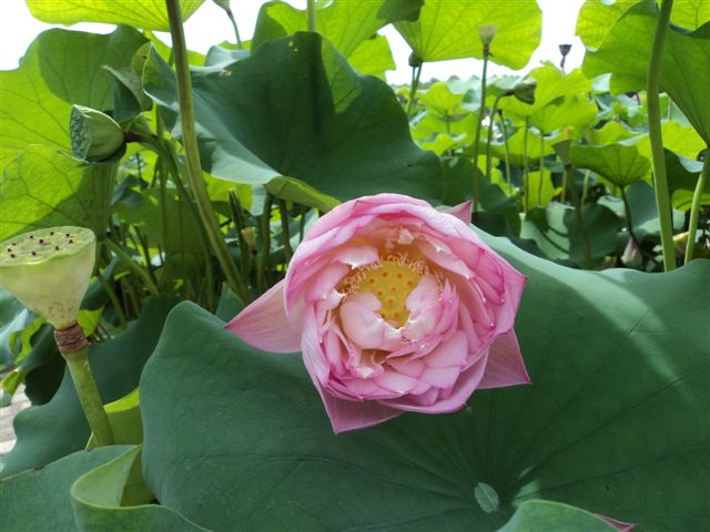 dsc03145.jpg