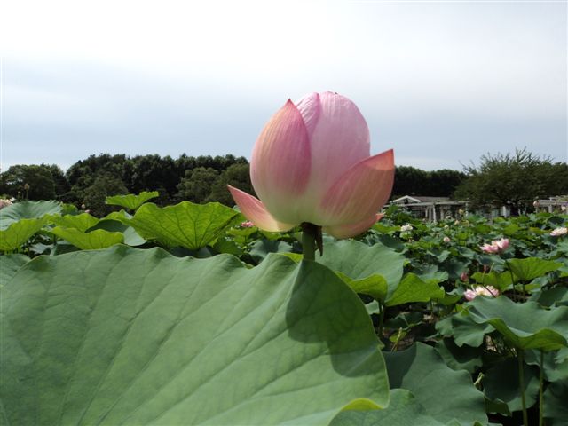 dsc03146.jpg