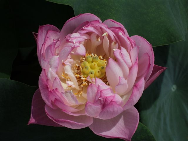 dsc03150.jpg