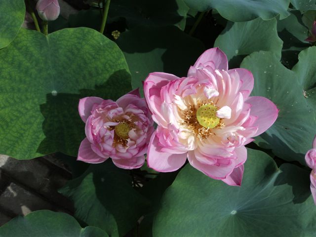 dsc03151.jpg