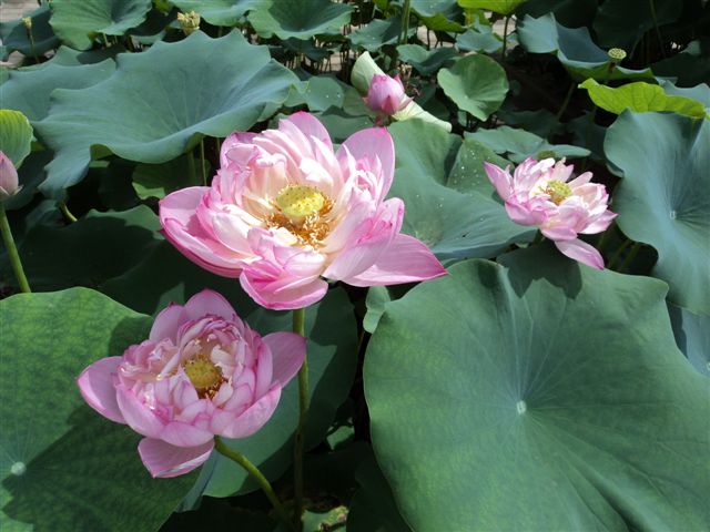 dsc03152.jpg