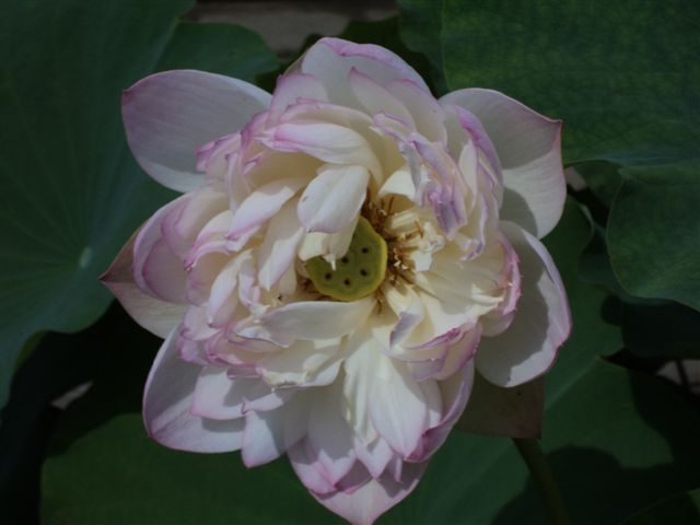 dsc03149.jpg