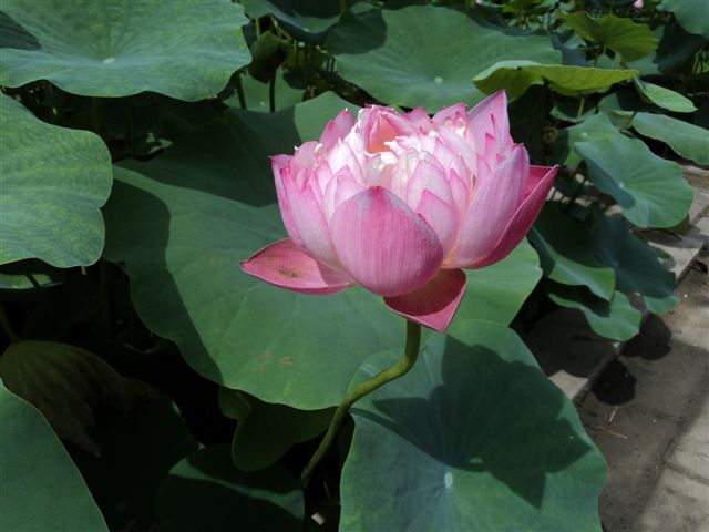 dsc03153.jpg