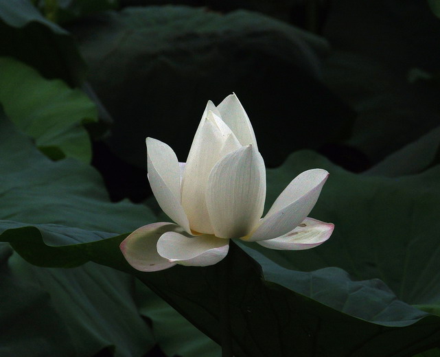 Ƭ 031.jpg