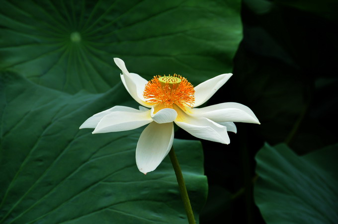 Ƭ 034.jpg