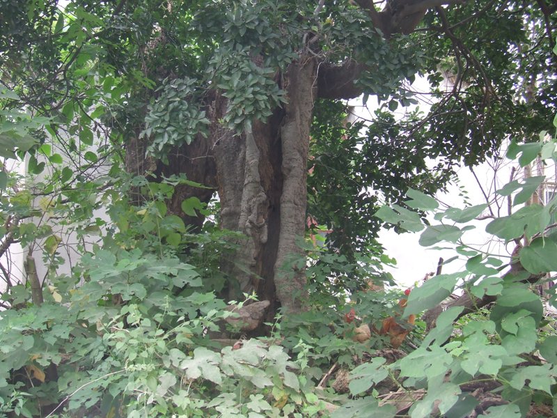 dscf2067.jpg