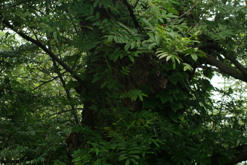 dsc07515.jpg