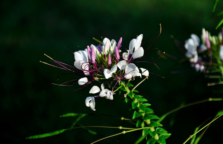 dsc_0187.jpg