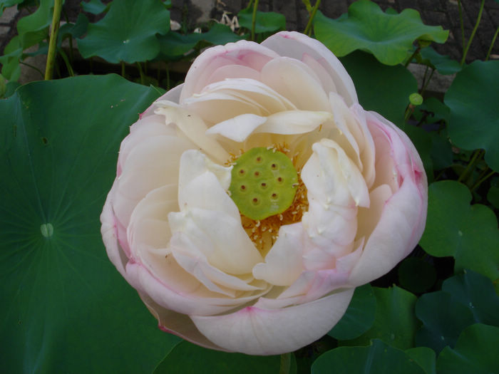 dsc00888.jpg