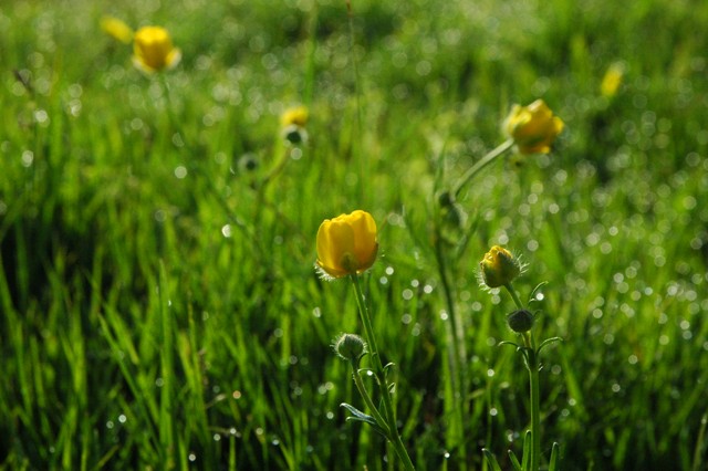 dsc_3776q.jpg