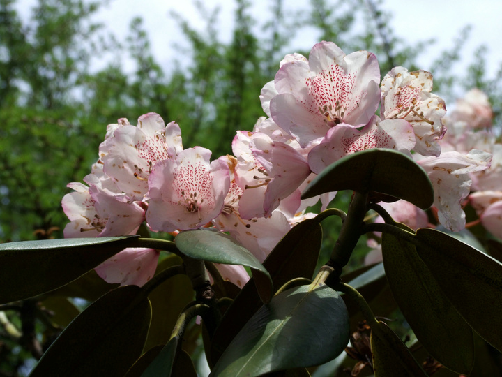 dscf7404.jpg