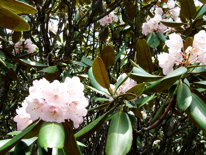 dscf7403.jpg