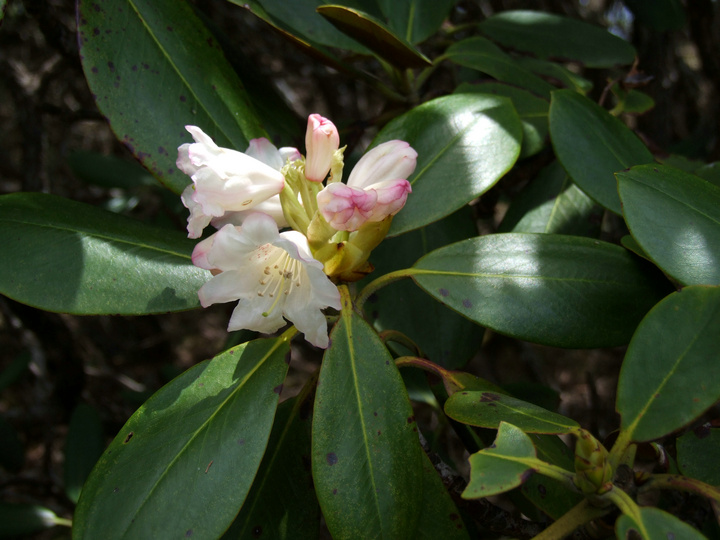 dscf7400.jpg