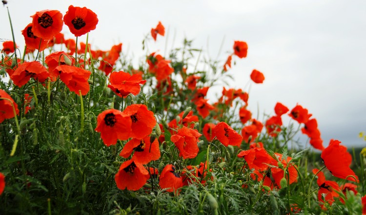 dsc_0404.jpg