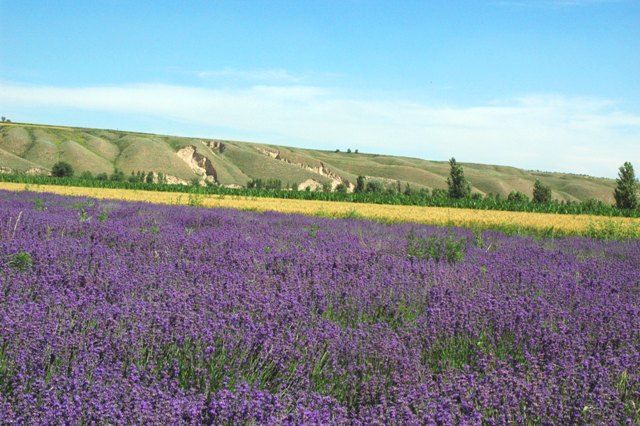 dsc_4119q.jpg
