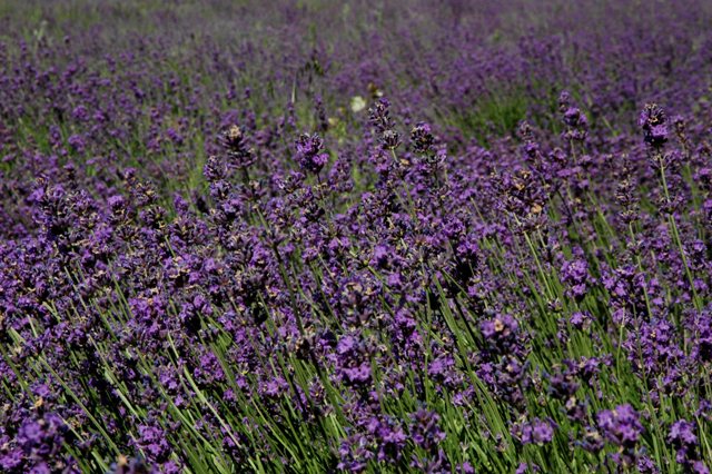 dsc_4100q.jpg