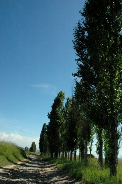 dsc_4142q.jpg