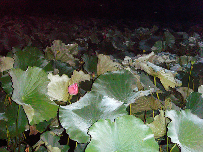 s73r0185.jpg