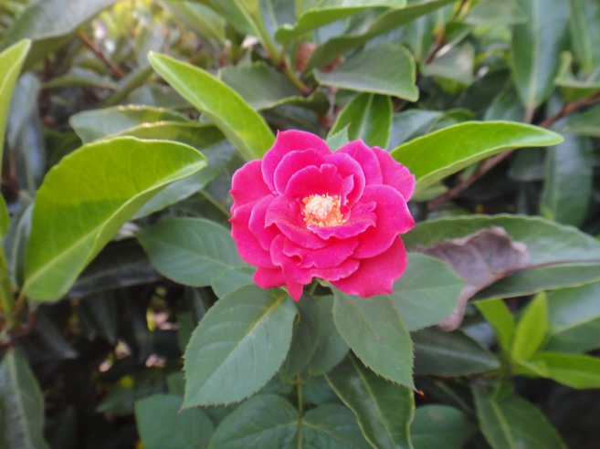 dsc00500.jpg