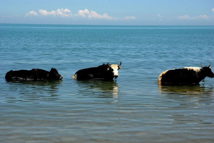dsc_0716.jpg