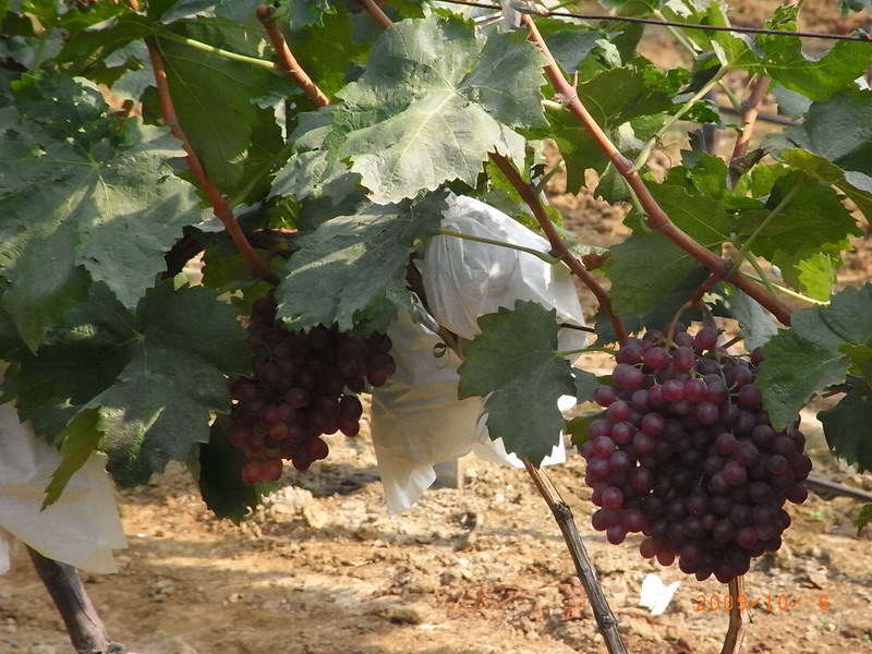 ar0016595.jpg