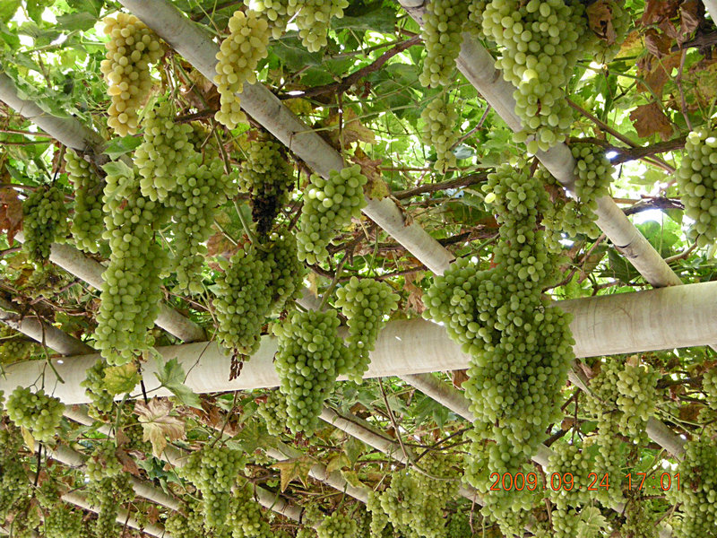 dscn4666.jpg