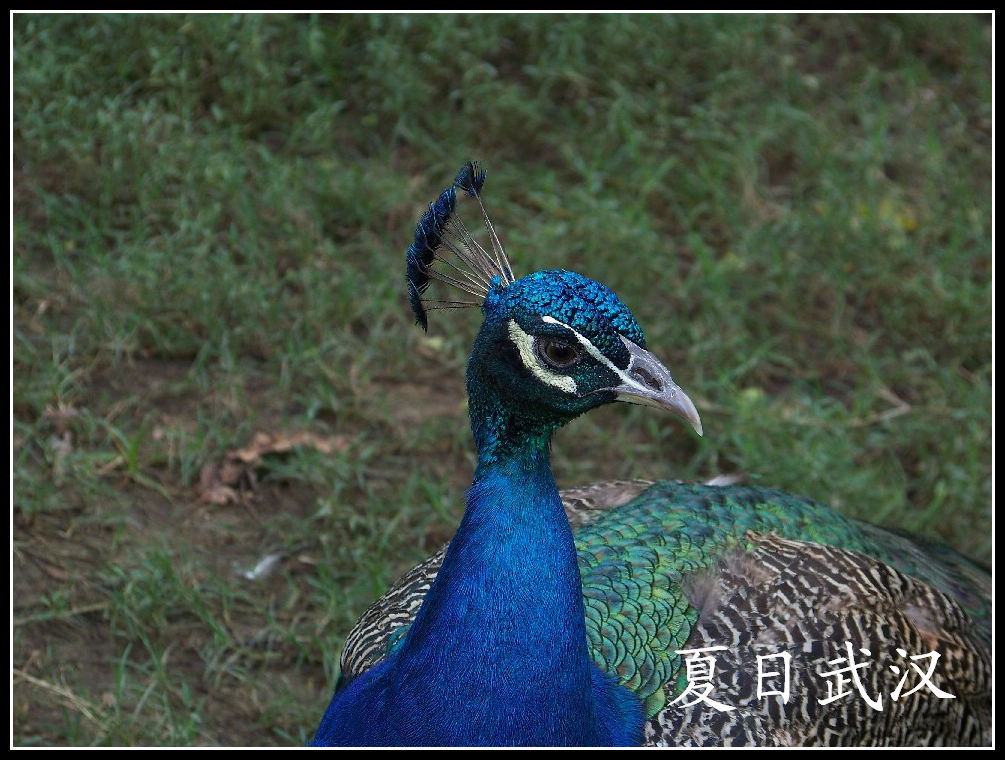 20100725人԰hȸ (19).jpg