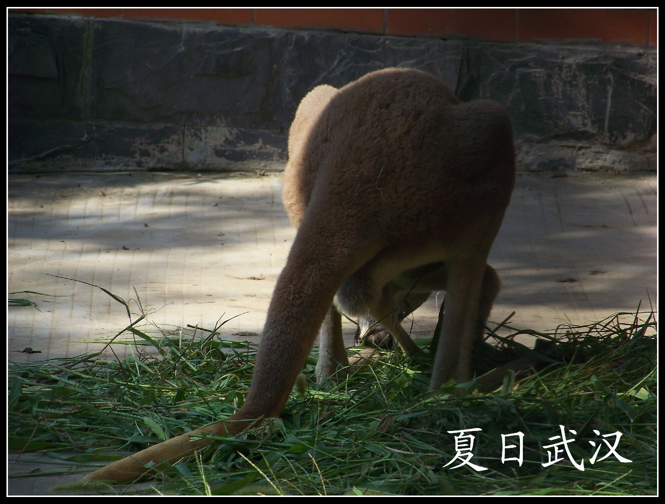 20100725人԰m (15).jpg