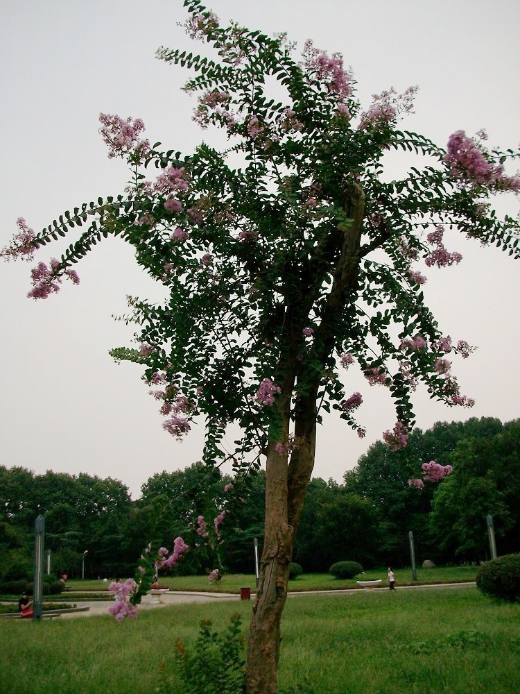 alim4195.jpg