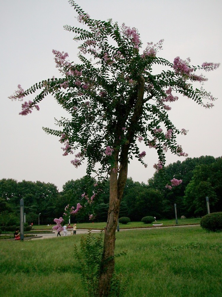alim4196.jpg