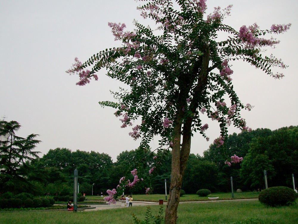 alim4197.jpg