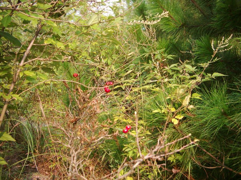 dsci0008.jpg