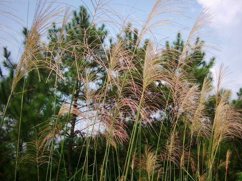 dsci0137.jpg