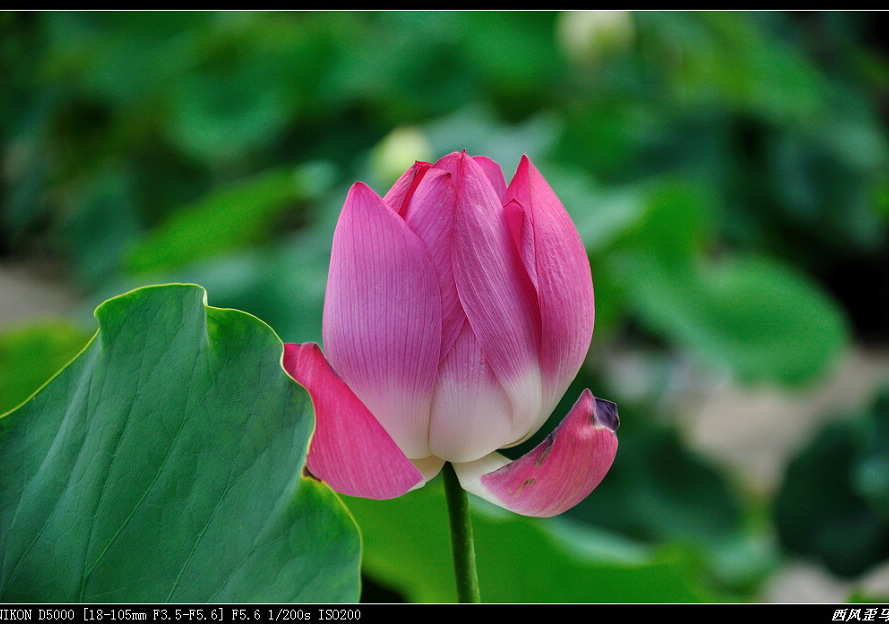 dsc_0312-2.jpg