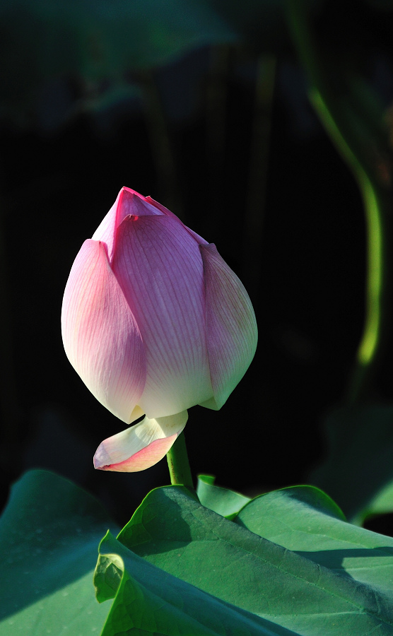 dsc_0347.jpg